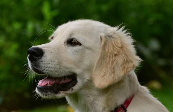 muzzle,Labrador,puppy,dog