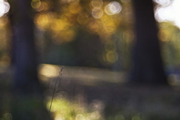 nature, sunlight, yellow, leaf, light, tree