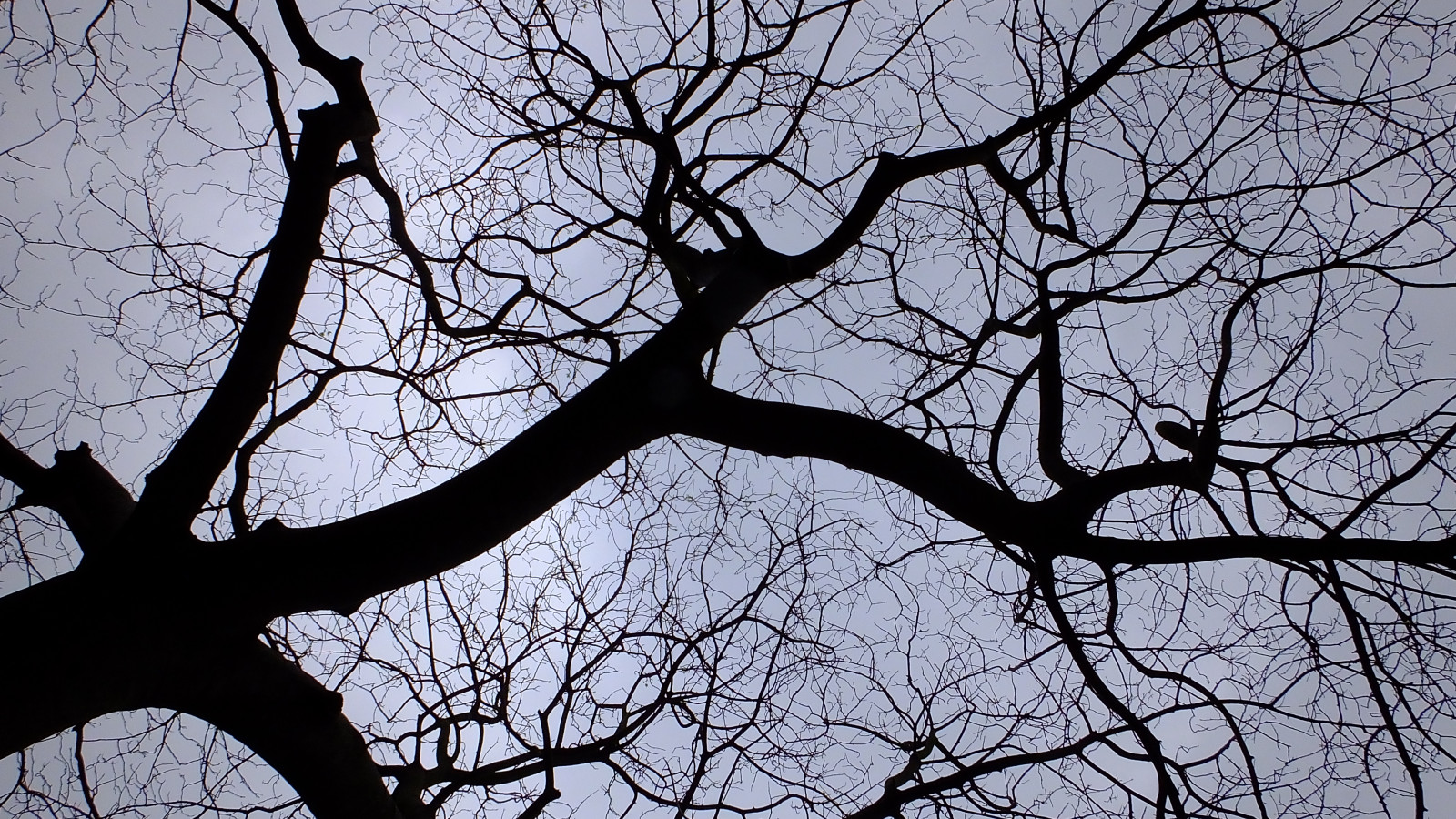 ramo, albero, pianta legnosa, cielo, bianco e nero, foglia, ramoscello, inverno, pianta, fotografia in bianco e nero, primavera, monocromo, luce del sole, fiorire, tronco, silhouette, stock photography