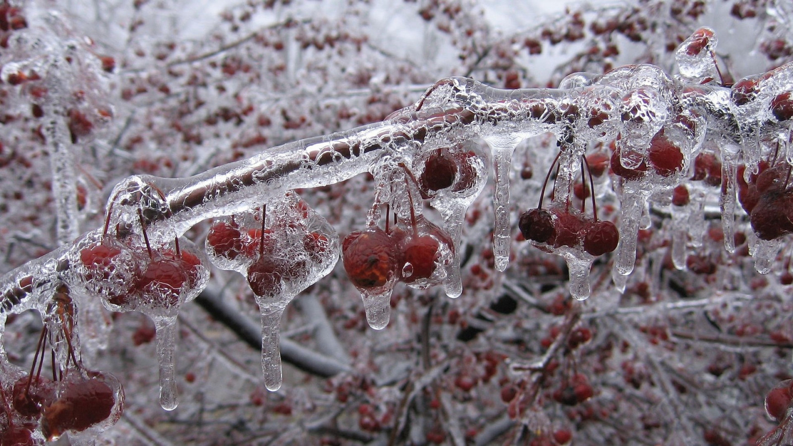 Wallpaper nature, plants, snow, winter, branch, fruit, ice, frost