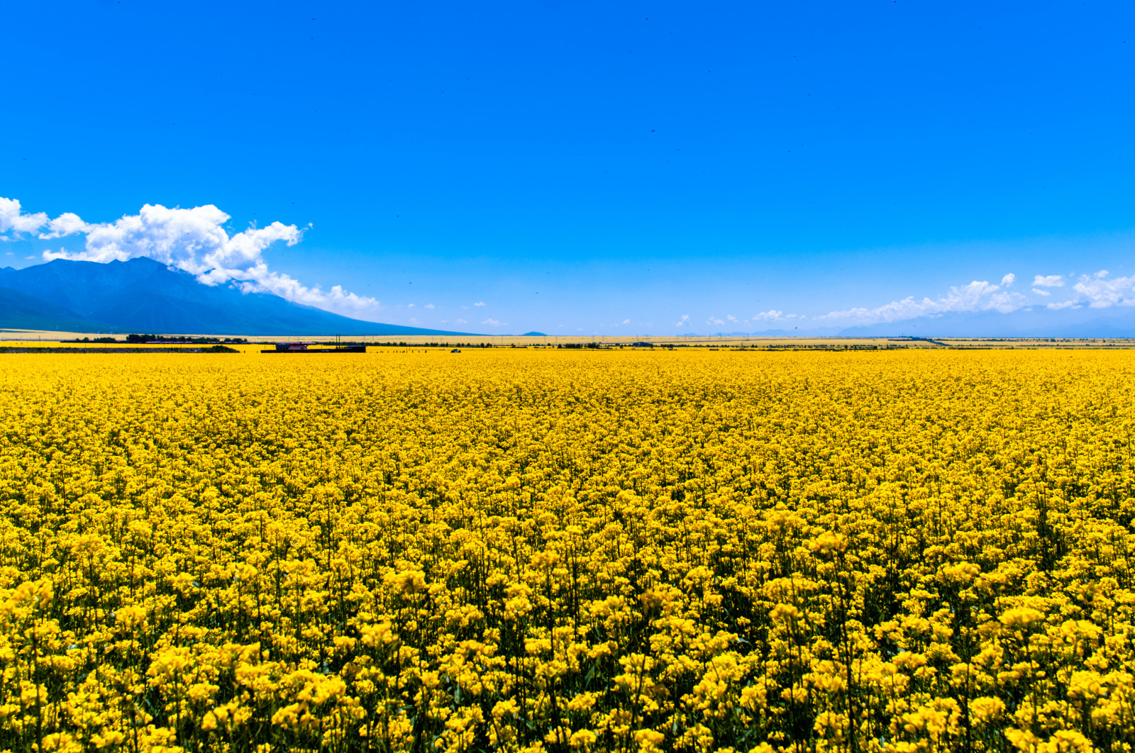 krajina, jídlo, květiny, nebe, pole, žlutý, horizont, letní, plošina, řepkového, barva, scenérie, květ, lučina, rostlina, přírodní, slunečnice, řepka, zemědělství, louka, prostý, divoká rostlina, prérie, oříznutí, vyrobit, suchozemská rostlina, kvetoucí rostlina, ekosystém, tráva rodina, zeleninový, brassica, daisy rodina, hořčice závod, hořčice a zelí rodina