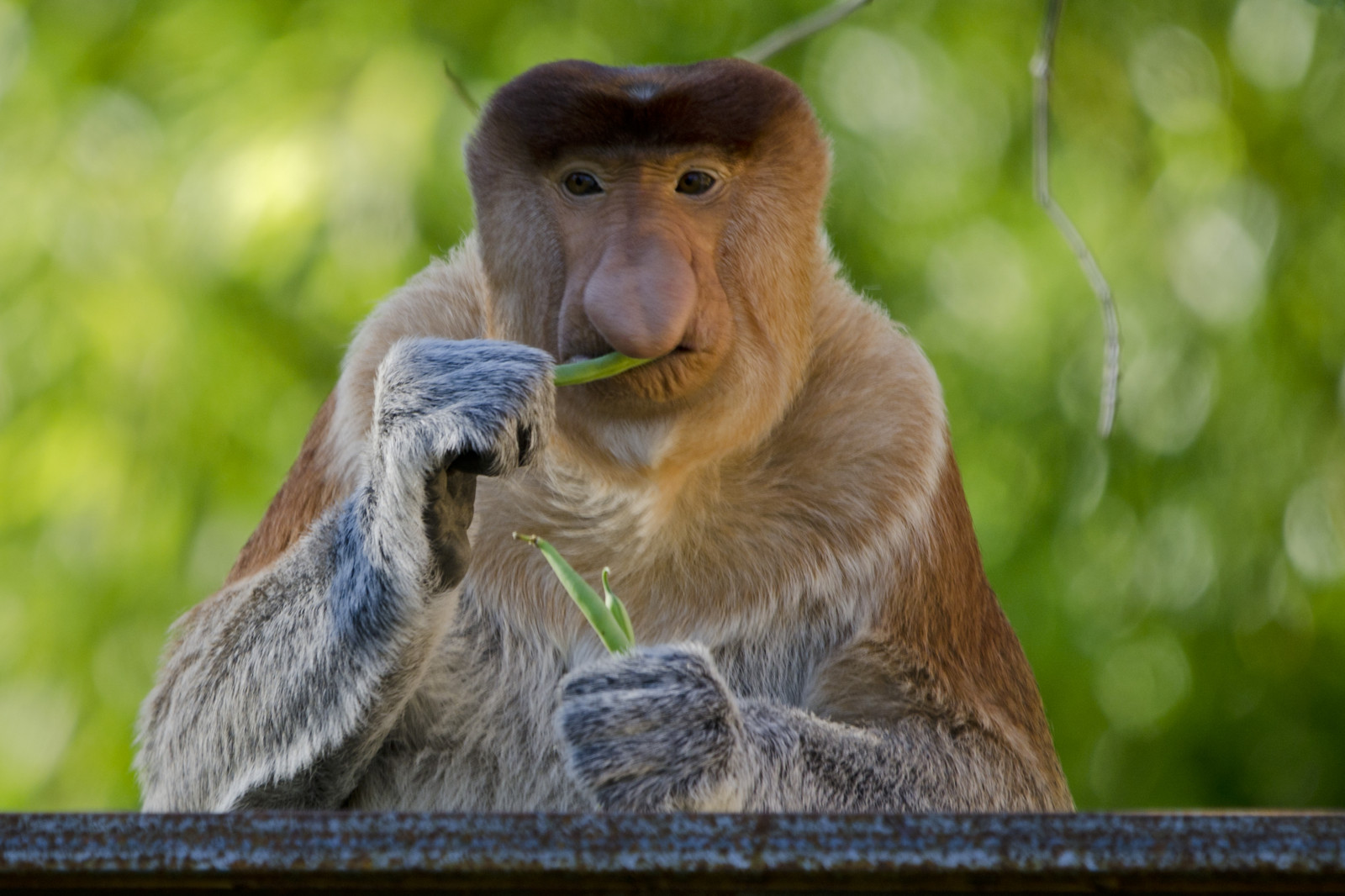 Обезьяны живут в зоопарке. Обезьяна в зоопарке. Смешные обезьяны. Мартышка в зоопарке. Московский зоопарк обезьяны