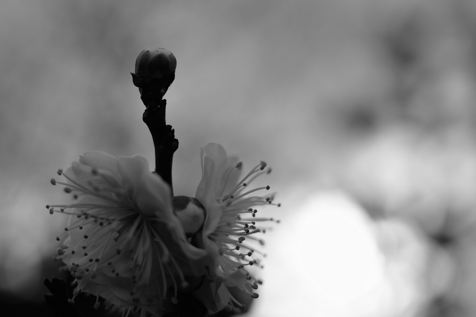 สีขาว, ดำ, ขาวดำ, การถ่ายภาพ, เบ่งบาน, อารมณ์, โตเกียว, fujifilm, ใบไม้, ดอกไม้, ปลูก, ปาล์ม, มือ, กลีบดอก, ฟูจินอน, ikegamibaien, xf35mmf14r, classicchrome, x, xf35mm, xt1, mcex, mcex11, ดำและขาว, ถ่ายภาพขาวดำ, ใกล้ชิด, การถ่ายภาพมาโคร