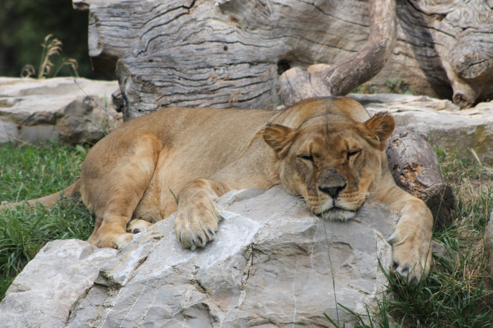 tráva, park, lev, Volně žijících živočichů, velké kočky, zoologická zahrada, kníry, zvíře, divoký, fauna, parc, animaux, Sauvage, kočka jako savci, čenich, masai lev, viesauvage, Lion, terrestrial animal