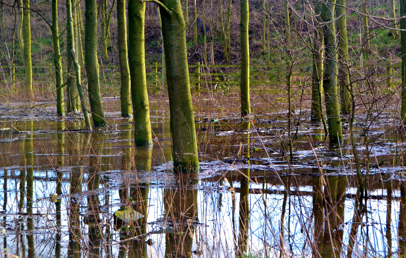 les, voda, Příroda, odraz, tráva, zima, dřevo, větev, bouřka, Anglie, Volně žijících živočichů, Nikon, rybník, Spojené království, banka, bažina, přírodní rezervace, zaplavit, mokřadní, strom, flickr, počasí, rostlina, vodní tok, zátoka, zajímavý, euro, média, bayou, zálesí, háj, bažina, ekosystém, mírné jehličnatý les, biome, kufr, tráva rodina, prales, smíšený les, opadavý, bažina, reklama, lužní les, národní park, Warrington, lužní, bažina, march8, march9, IFTTT, Culcheth, Glazebury, spruce fir forest, northern hardwood forest concept, riparian zone