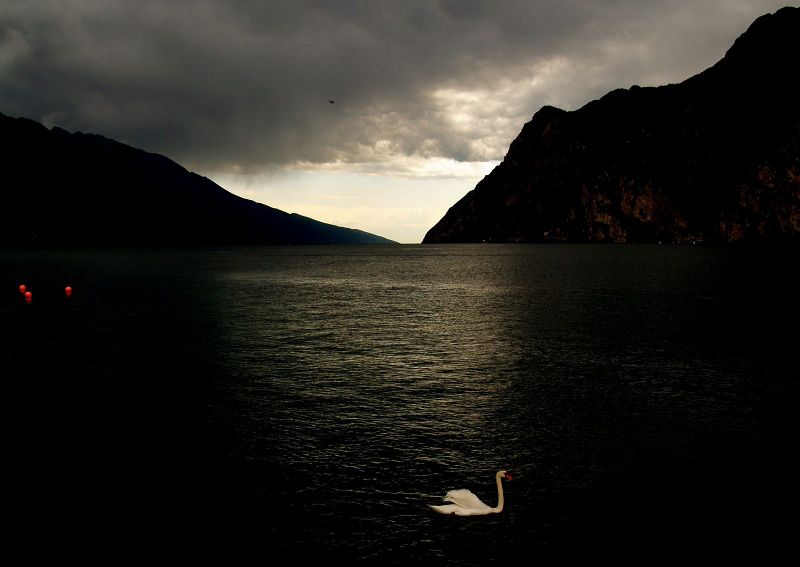 topf25, svane, garda, Svaner, Sort vand, gardameer, lakegarda, lagodigarda, Cigni, gardasee, cigno, Naturalmente, gardawind, 25faves, diamondclassphotographer