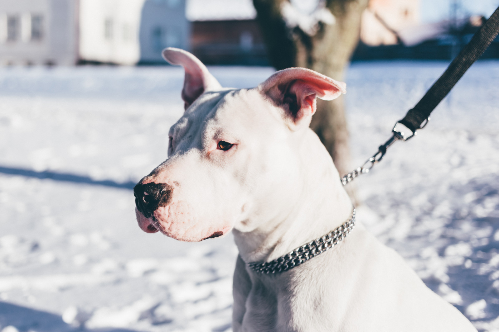 Wallpaper white, snow, winter, bulldog, leash, shepherd, weather