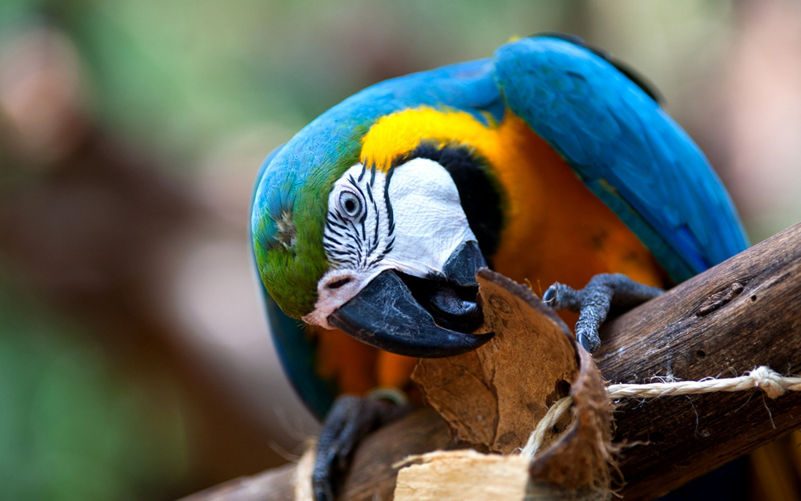 Fond d'écran des oiseaux, perroquet, bleu, faune, le bec