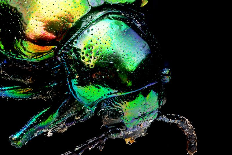 macro photography, organism, invertebrate, computer wallpaper, graphics, graphic design macro photography, organism, invertebrate, computer wallpaper, graphics, graphic design