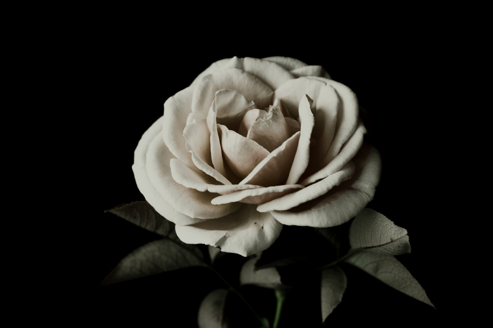 rosa, francese, citazione, rosa, cime gemelle, CignoNero, irinamattioli