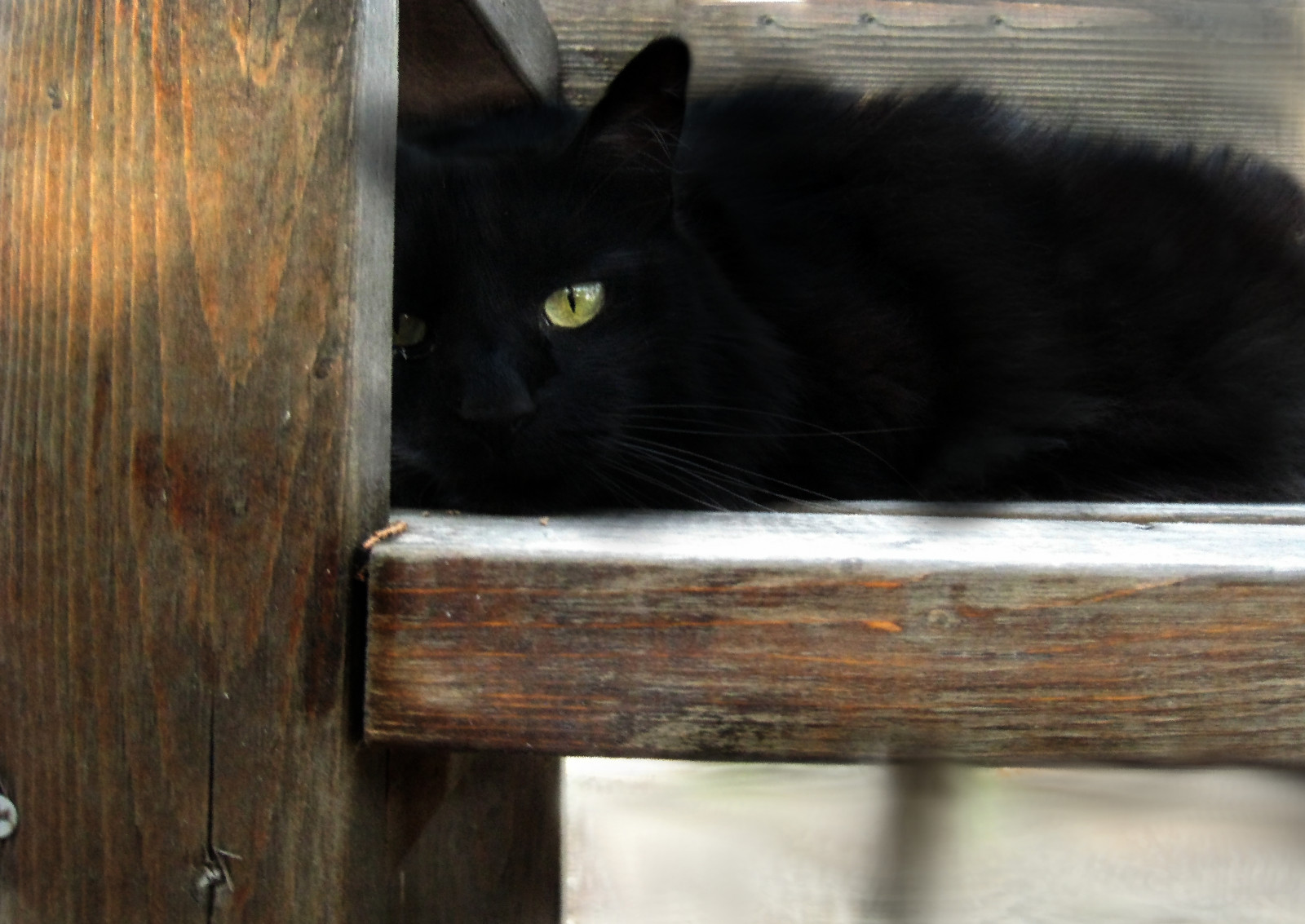 Černá, kočka, okno, oči, předvečer Všech svatých, dřevo, žlutý, lavice, srst, koťata, duch, kníry, jantar, Koťátko, odpočinek, Černá kočka, kočky, fauna, savec, sedět, souprava, kočka jako savci, čenich, Sasha, malé až středně velké kočky, domácí krátké vlasy kočka, položit, domácí dlouhé vlasy kočka, mňoukat, Nebelung, kočičky, soupravy