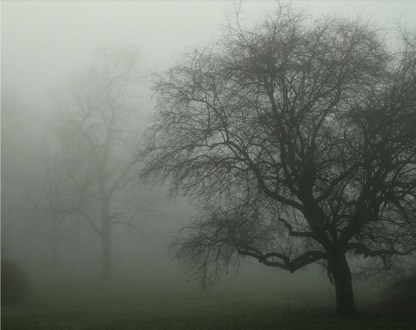rain, mood, moody, park, mist, fog