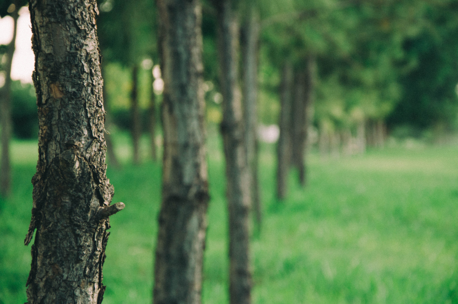 Brasilien, Pflanze, Baum, Planta, Liebe, Brasilien, Photoshop, Landschaft, glücklich, 50mm, Foto, tolle, Nikon, alle, Fotograf, D, MM, 105, Nikkor, 18, 50, 90, 18105, Profissional, Afterlight, D90, Vsco, Vscofilm, Vscocam