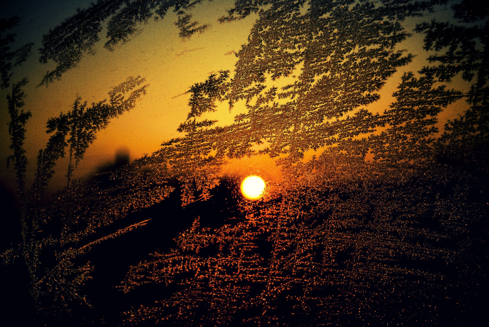 cestovat, zima, západ slunce, stín, nebe, slunce, UMĚNÍ, textura, sklenka, auto, počasí, zamrzlý, Nikon, flickr, mráz, Srbsko, prozkoumat, Jinovatka, NIKKOR, caffe, Artland, bílý, twop, Srbija, thruglass, themagichour, 365dayproject, artristic, naturesoul