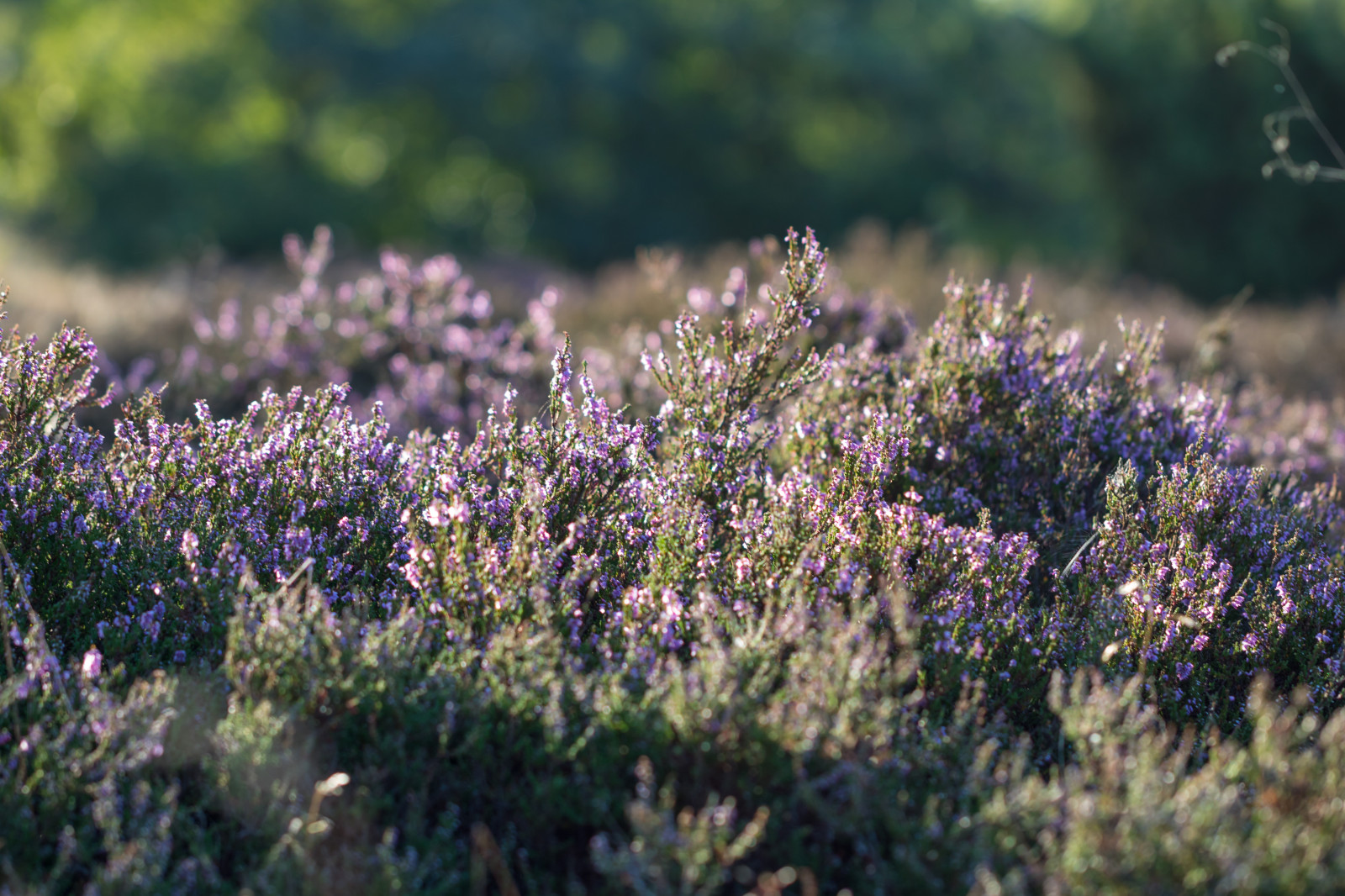 garden, nature, grass, field, macro, green, lavender, blossom, flower, plant, flora, makro, exif model canoneos760d, geocountry, camera make canon, geocity, camera model canoneos760d, geostate, geolocation, exif make canon, exif isospeed 100, exif focallength 100mm, exif lens ef100mmf28lmacroisusm, simrishamn, b ckahalladalen, canonef100mm128lisusmmacro, heather, ljung, exif aperture 32, meadow, wildflower, woodland, prairie, botany, land plant, flowering plant, shrub, grass family, lupin, english lavender, bluebonnet, french lavender
