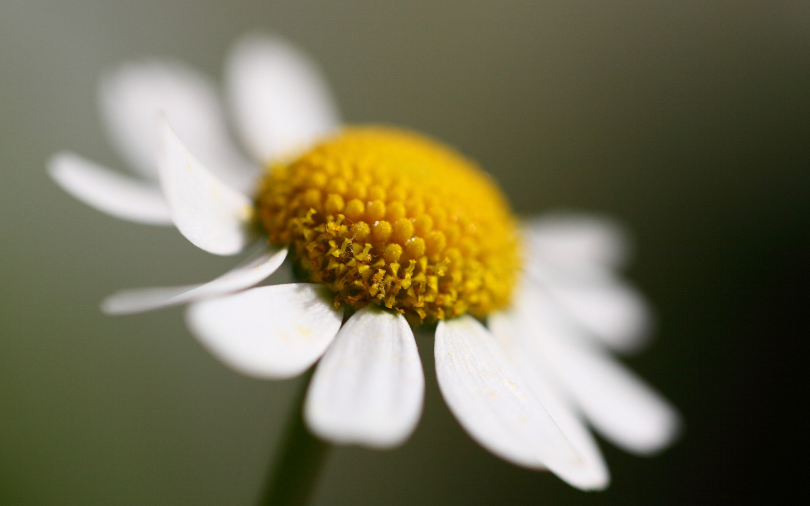 květiny, Příroda, fotografování, zelená, žlutý, pyl, květ, sedmikrásky, Sedmikráska, květ, rostlina, flóra, okvětní lístek, fauna, divoká rostlina, 2560x1600 px, botanika, suchozemská rostlina, kvetoucí rostlina, zblízka, makro fotografie, závod stonek, daisy rodina, nektar, kopretina bílá