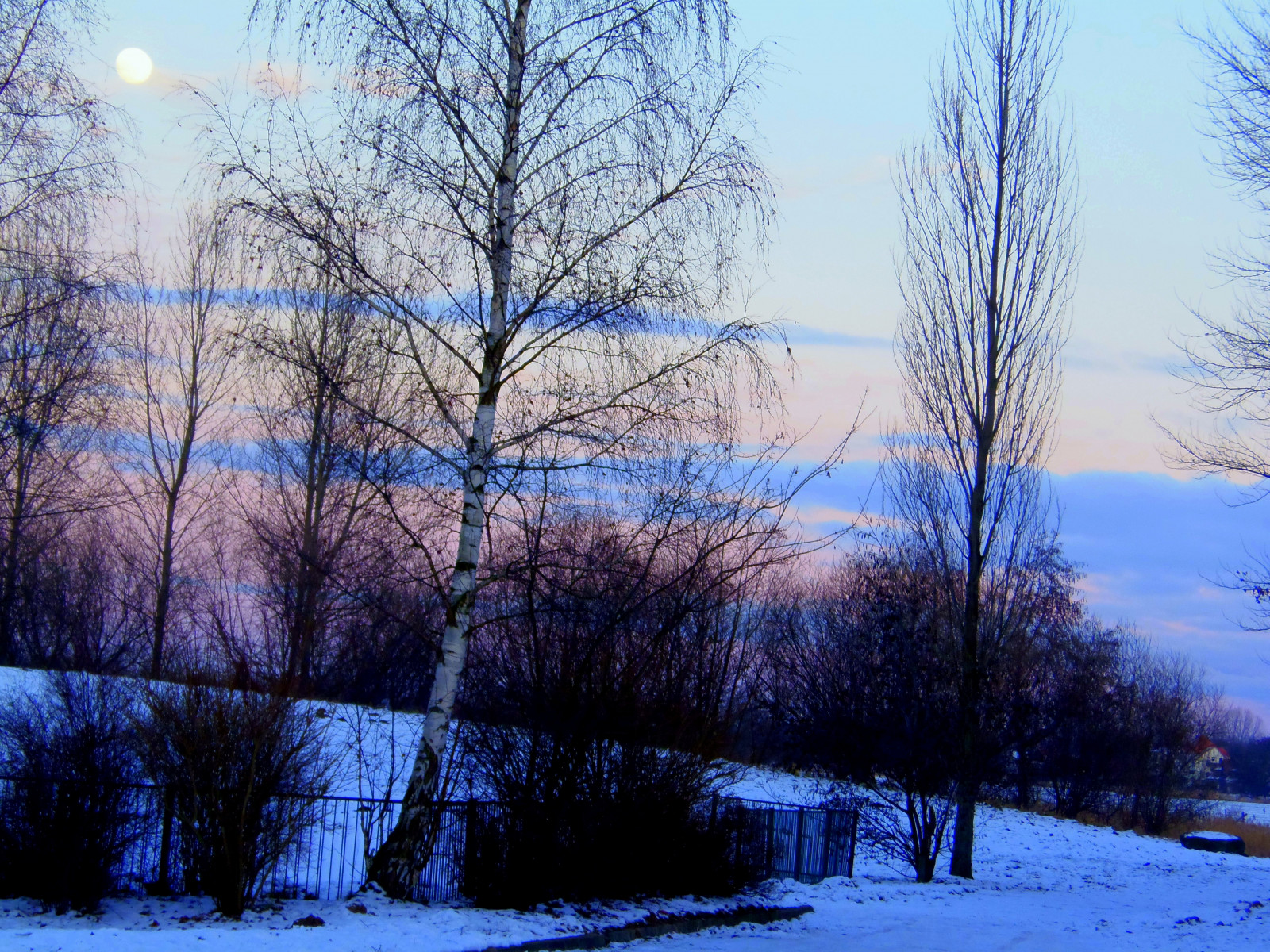 Sonnenlicht, Landschaft, Wald, Natur, Himmel, Schnee, Winter, Ast, Abend, Morgen, Frost, Atmosphäre, Einfrieren, Birke, Wolke, Baum, Deutschland, Mecklenburgvorpommern, Wald, Mitgenommen, Goldenachievement, Hain, Computer-Tapete, Holzige Pflanze, Lärche, Greifswald, Thegoldenachievement, 25012013