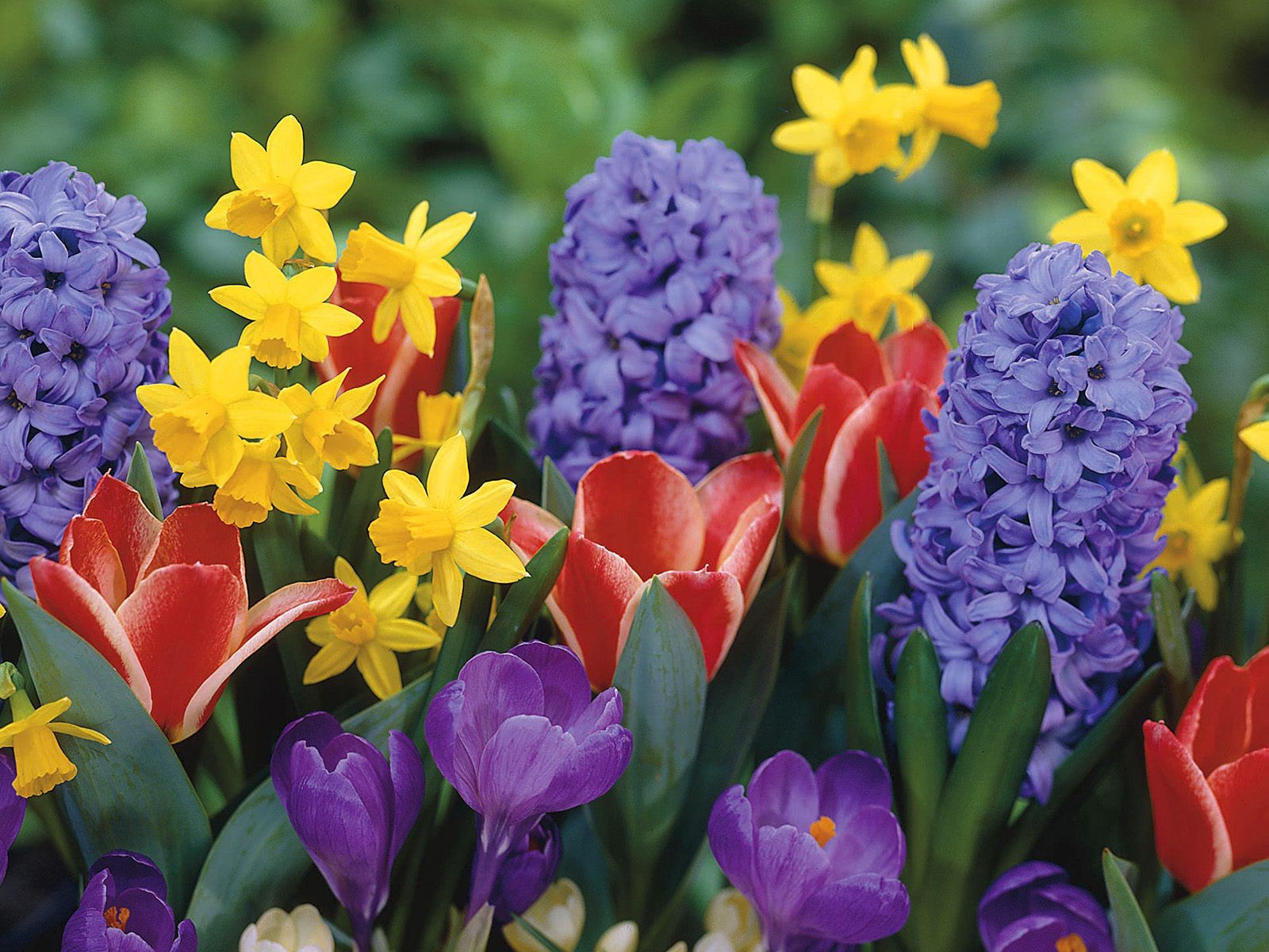 วอลเปเปอร์ 1600x1200 px, Crocus, แดฟโฟดิล, ดอกไม้, ผักตบชวา