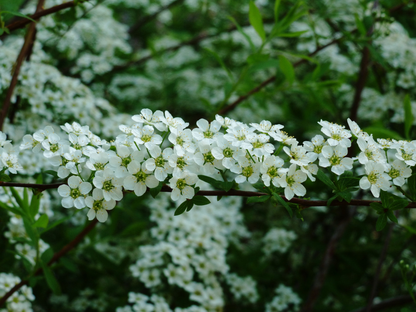 Lebensmittel, Garten, Ast, blühen, Frühling, Baum, Blatt, Blume, Pflanze, Flora, Wildblume, produzieren, Botanik, Landanlage, blühende Pflanze, Strauch, Kuh Petersilie, Anthriskus, Strauch, Viburnum