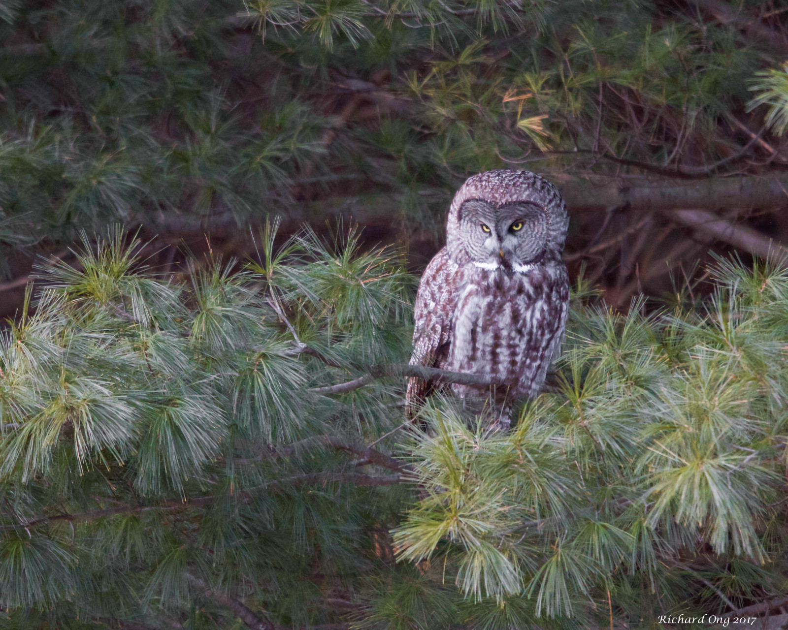 chouette, lapone, ดี, เทา, นกฮูก, strix, nebulosa