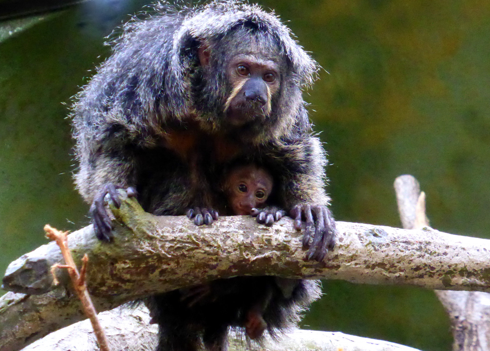 Wallpaper animal, Germany, deutschland, Zoo, monkey, frankfurtammain, tier, affe, ivlys