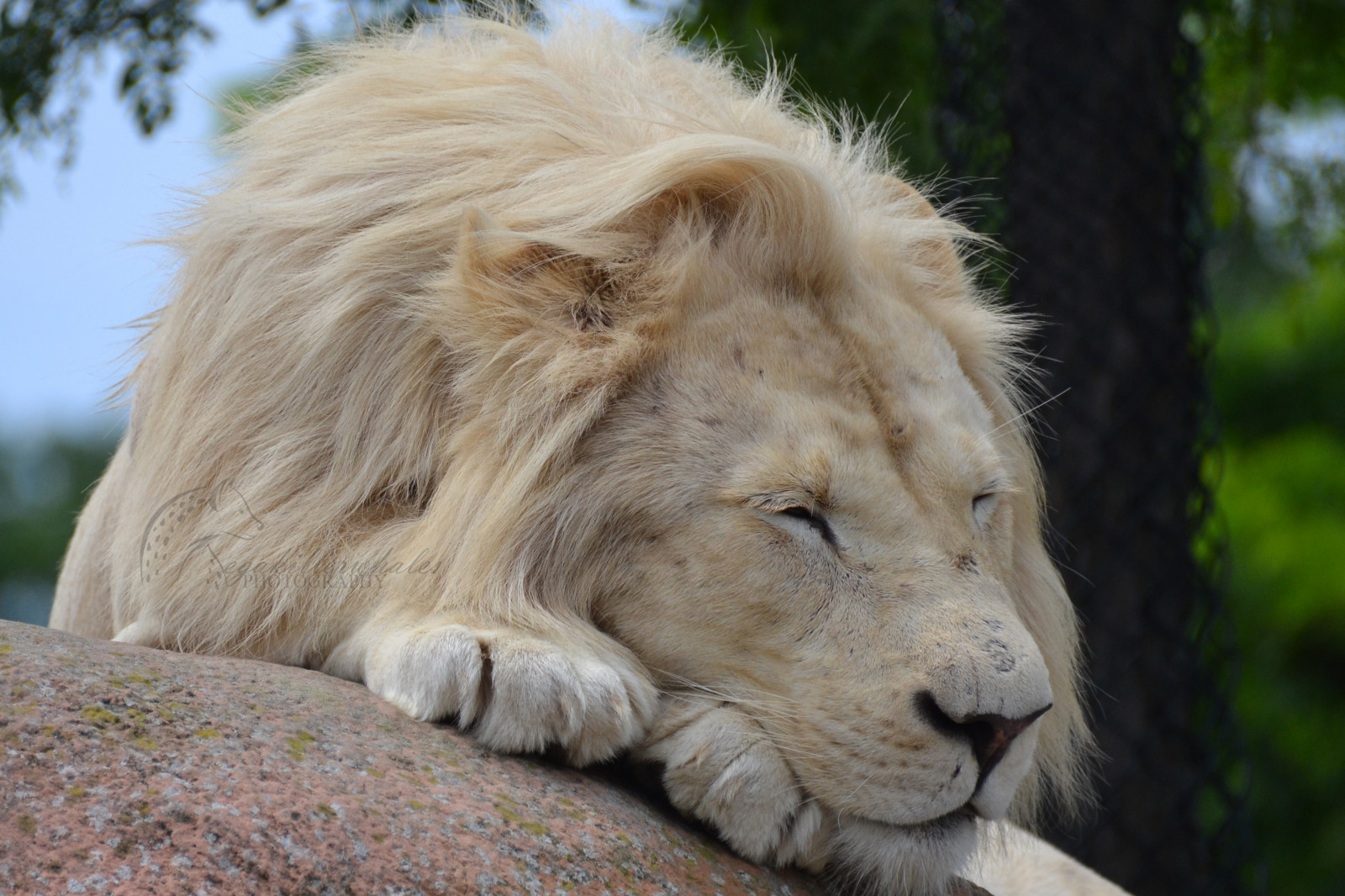 zvěř, Příroda, tráva, tygr, lev, Volně žijících živočichů, letní, srst, velké kočky, hyeny, zoologická zahrada, kníry, Miami, Morgan, hari, zvíře, newyork, citrón, zebra, Safari, nikond3100, fauna, národní geografie, čenich, hříva, hyena, planeta zvířat, echo, calgaryzoo, mořský svět, masai lev, animalphotography, brookfieldzoo, africanlion, spottedhyena, sandiegozoo, Ulises, lincolnparkzoo, Torontozoo, Bronxzoo, Whitelion, Seaworldsandiego, Loroparque, Moja, Fintan, Seaworldsanantonio, Keto, Seaworldorlando, Makali, Pinduli, Tillikum, Hyenapup, Marinelandfrance, Gougar, Megakillerwhales, Tawnylion, Safariparkniagara, terrestrial animal