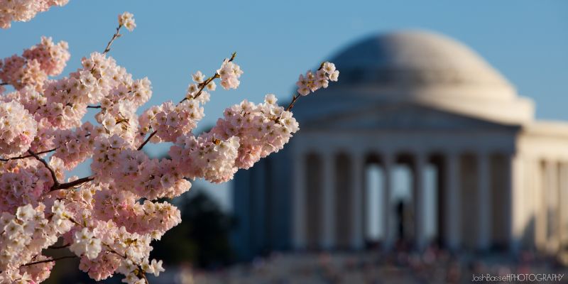 himmel, plante, blomst, blomst, forår, cherry blossom