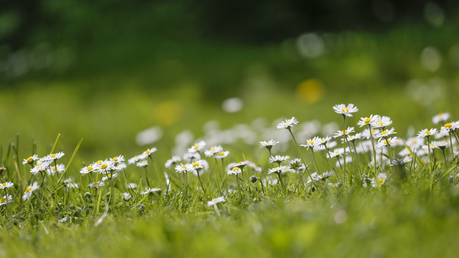 Wallpaper sunlight, flowers, nature, field, green, matricaria, dew, Daisy, leaf, flower
