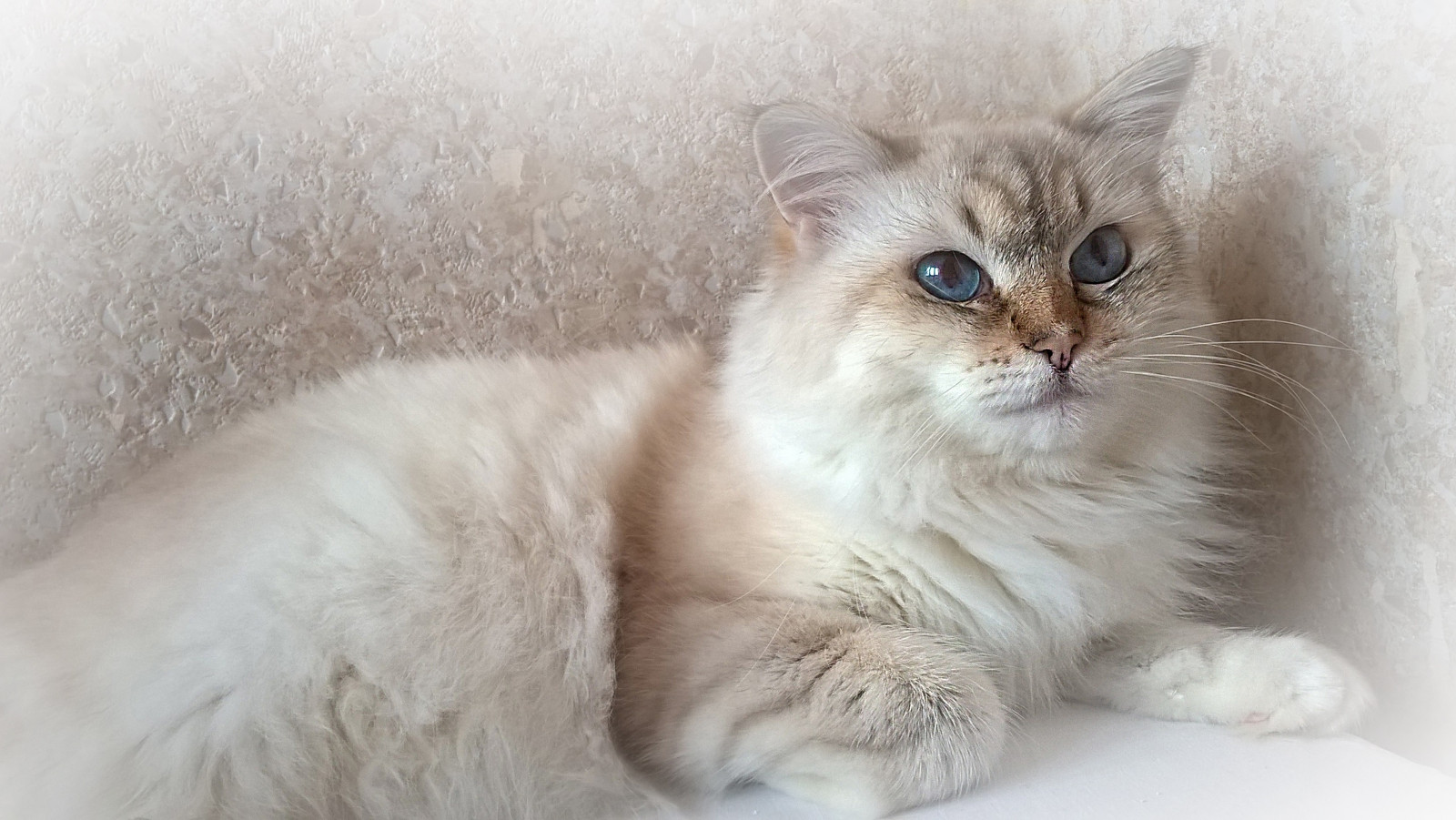 kat, næse, whiskers, pattedyr, hvirveldyr, kat lignende pattedyr, små til mellemstore katte, carnivoran, indenlandske korthåret kat, indenlandske langhårede kat, norsk skovkat, 3264x1840 px, siberian, birma, kludedukke, Burmilla, british semi langhår