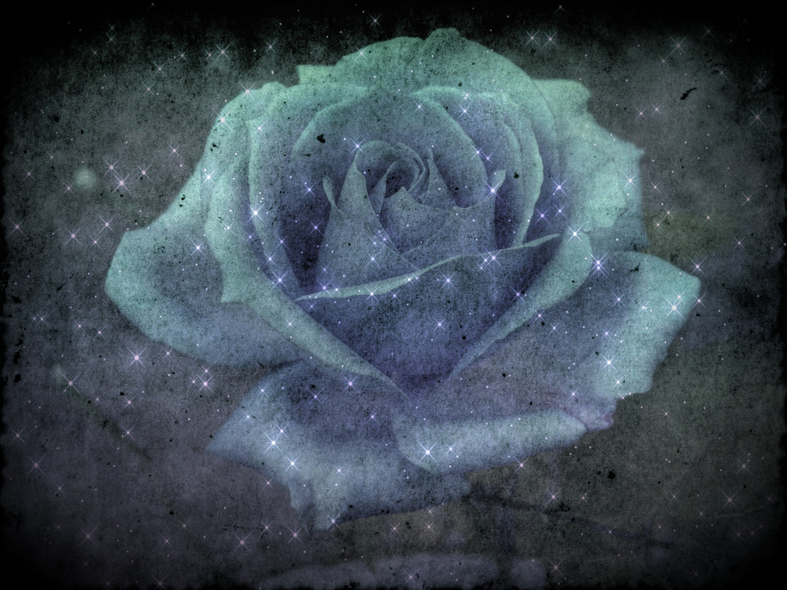 voda, prostor, růže, textura, květ, rostlina, tma, okvětní lístek, soutěž, Bravo, bratanesque, fataetoile, firstquality, infinestyle, artlibre, počítač tapeta, zblízka, makro fotografie, mořská biologie, zátiší fotografování, růže rodina, růže objednávka, organismus, jev, cinziarizzo, pareeerica, mybelovedfriend, flightsoffancyforever, stock photography