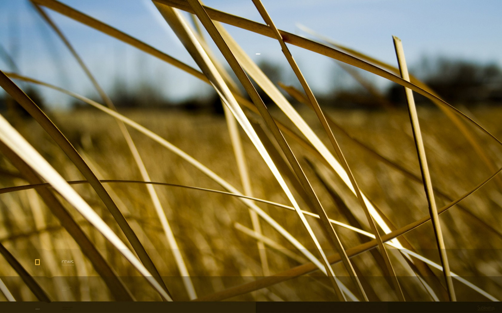 sollys, Digital kunst, natur, afspejling, græs, himmel, planter, Mark, fotografering, afdeling, morgen, vind, lys, træ, efterår, blad, blomst, plante, linje, tæt på, makrofotografering, græs familie, arecales