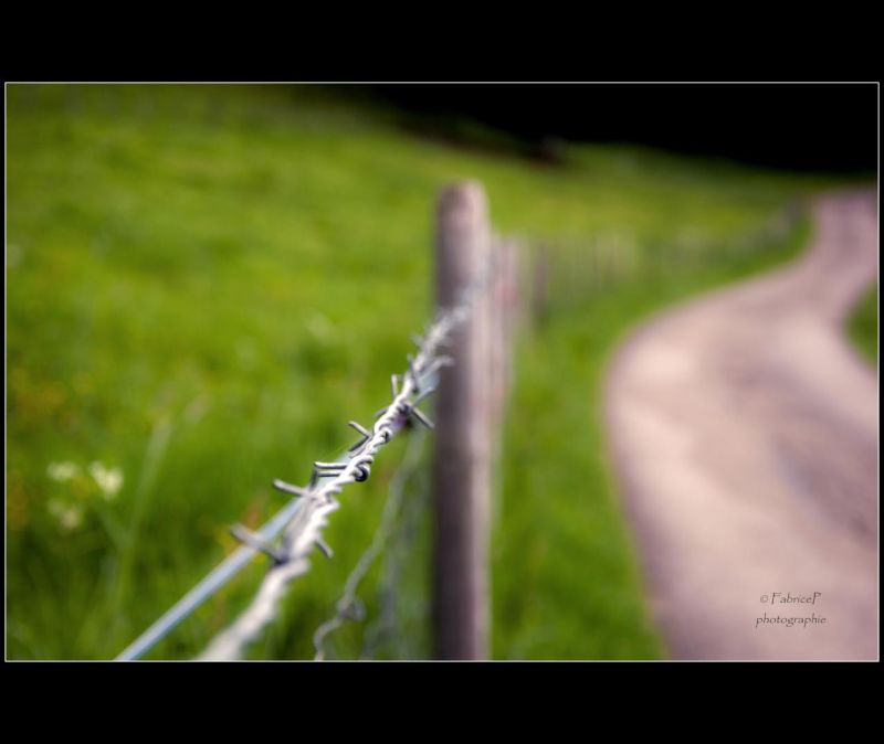 zelená, Příroda, tráva, zblízka, list, makro fotografie