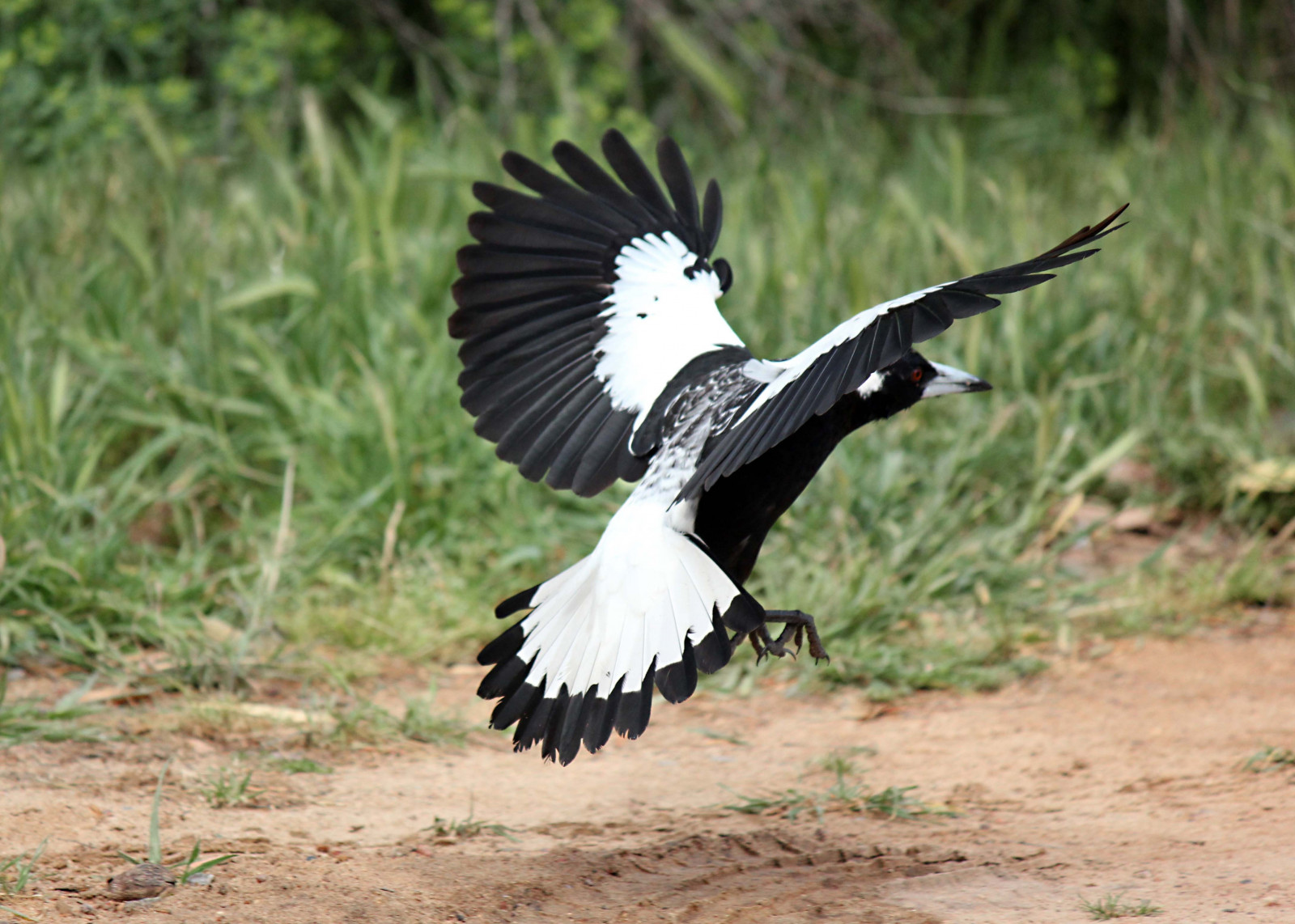 tráva, Volně žijících živočichů, houpačka, dravý pták, orel, Orel bělohlavý, zobák, čáp, pták, křídlo, fauna, obratlovců, sup, Accipitriformes, Ciconiiformes, egyptský sup