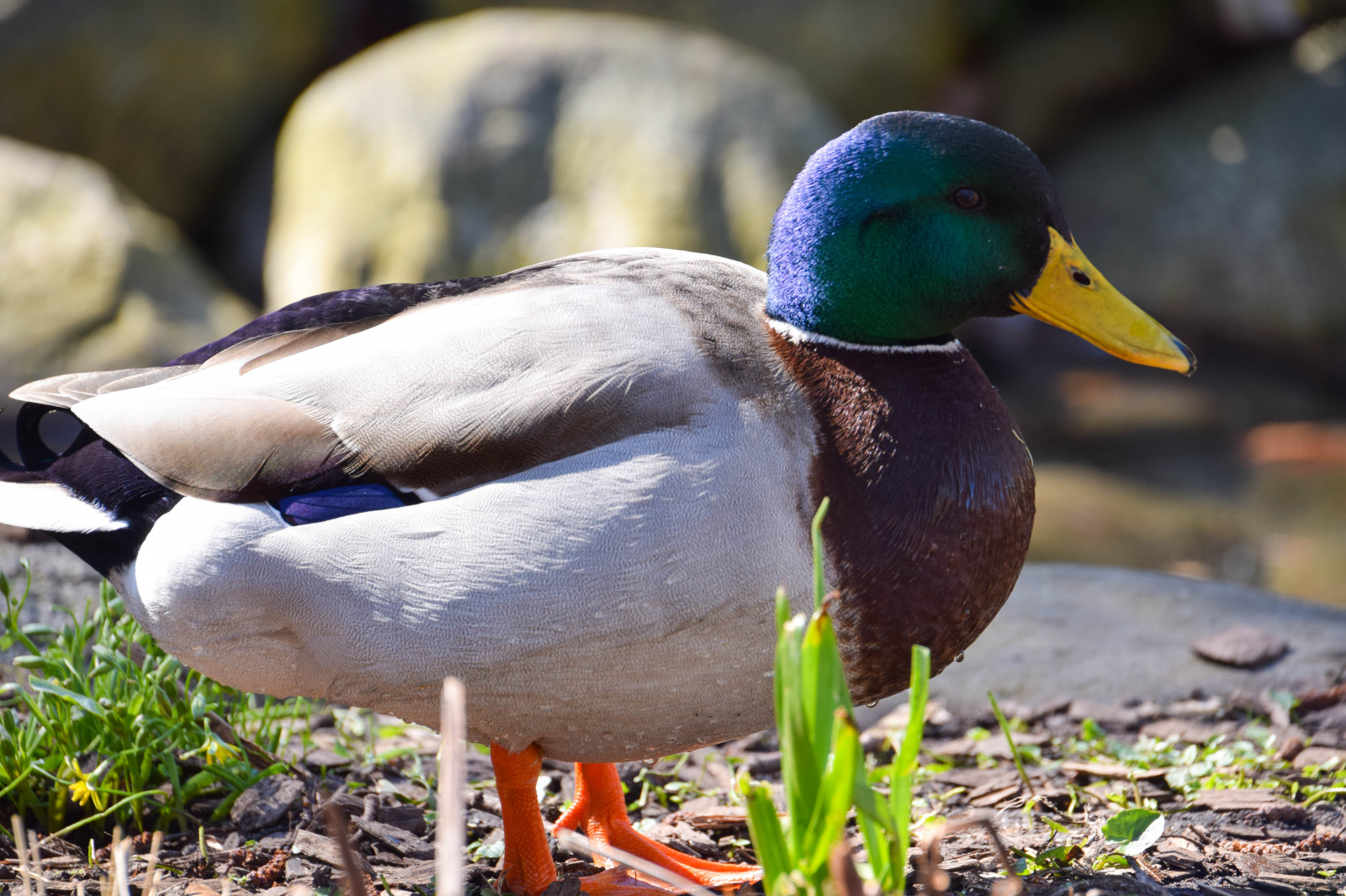 Příroda, detailní, Volně žijících živočichů, kachna, Švédsko, zobák, Sverige, divoká kachna, venkovní, pták, sk nel n, se, Kungsparken, Malmo, f gel, fauna, vodní ptáci, kachna, obratlovců, vodní pták, kachen, hus a labutě, drůbež