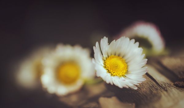 sunlight, white, flowers, nature, photography, plants