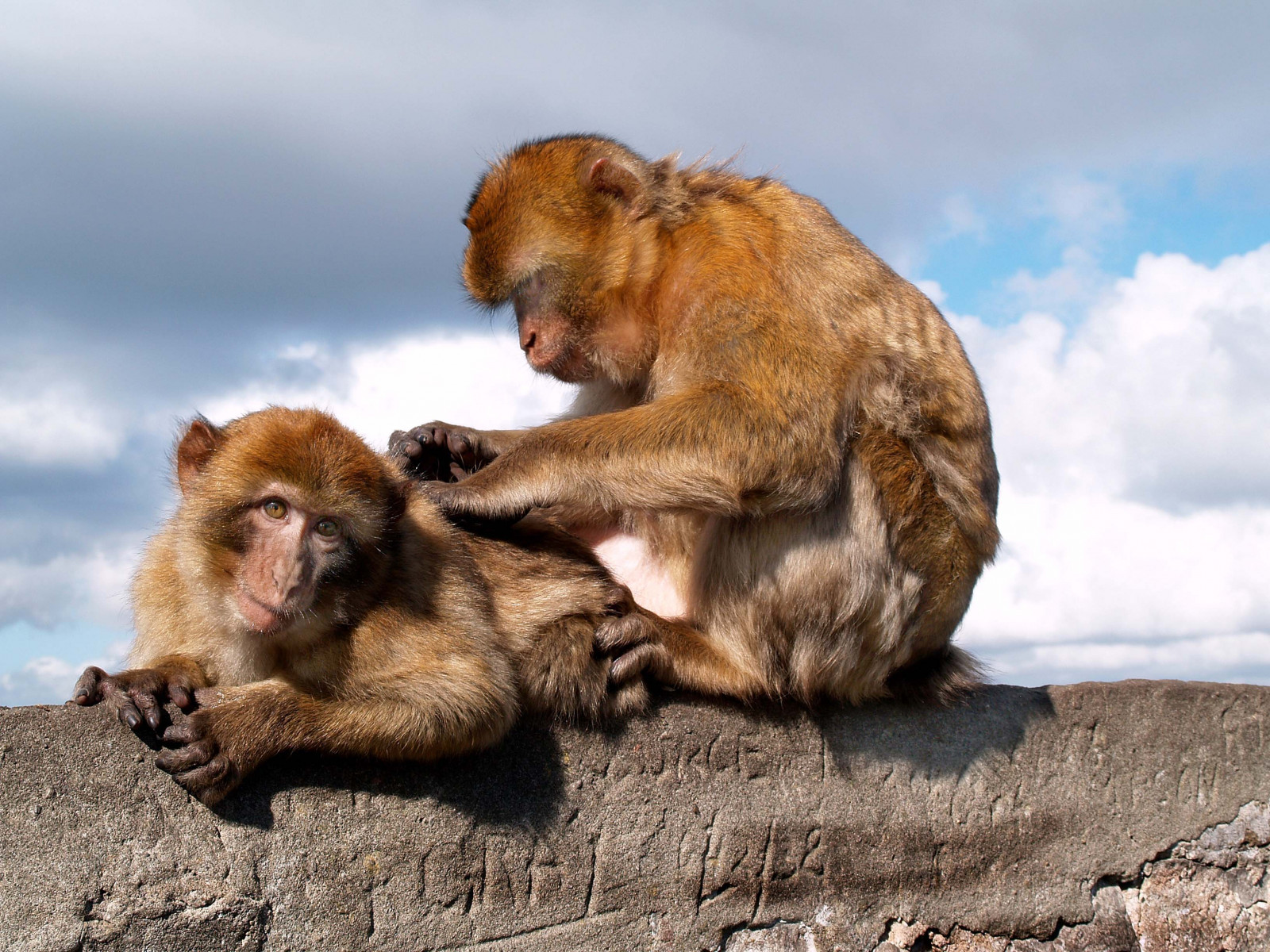 superhelt, dyreliv, pels, abe, Gibraltar, 2007, spil, abe, makak, anawesomeshot, theperfectphotographer, fauna, pattedyr, evig, diamondclassphotographer, flickrdiamond, blueribbonwinner, thechallengefactory, CY2, challengeyouwinner, tommel op, to tommelfingre op, fotocompetition, fotocompetitionbronze, thatsclassy, sb, agcgmegachallengewinner, primat, photofaceoffwinner, ny verden abe, gamle verden abe, bigmomma, storybookwinner, storybookttwwinner, herowinner, ultraherowinner, agcg, favescontestfavored, favescontesttopseed, yourockwinner, yourockunanimous, rockon, A3B, favescontestfavoriteson, rockconcertwinner, beautifulworldchallenges, E500, friendlychallenges, challengewinner, campodegibraltar, motiv, Barbary, pregamesweepwinner, pregamebirthdayspecial, 9997, storybookmonthlywinner, favescontest, darkhorsewinner, storybookq9, shchofhonorable, 9997animal, terrestrial animal