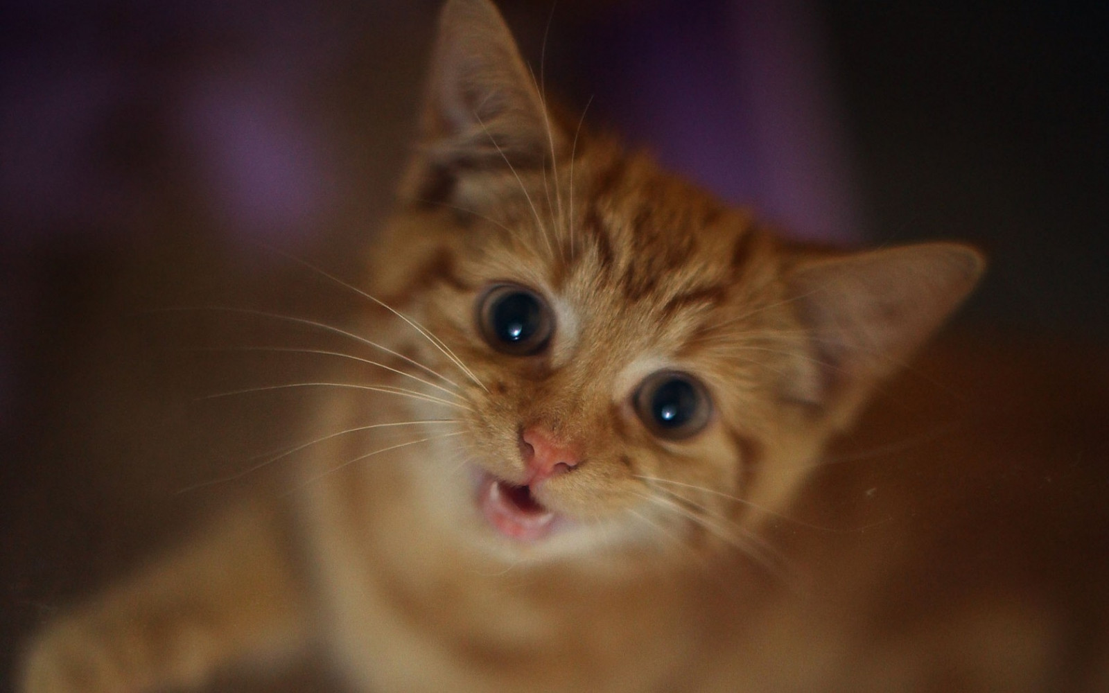 Fond D Ecran Chat Les Yeux Rouge Nez Moustaches Oreilles Chaton Faune Vertebre Fermer Chat Comme Un Mammifere Photographie Macro Petits Et Moyens Chats Carnivoran Chat Domestique Aux Cheveux Courts 1680x1050