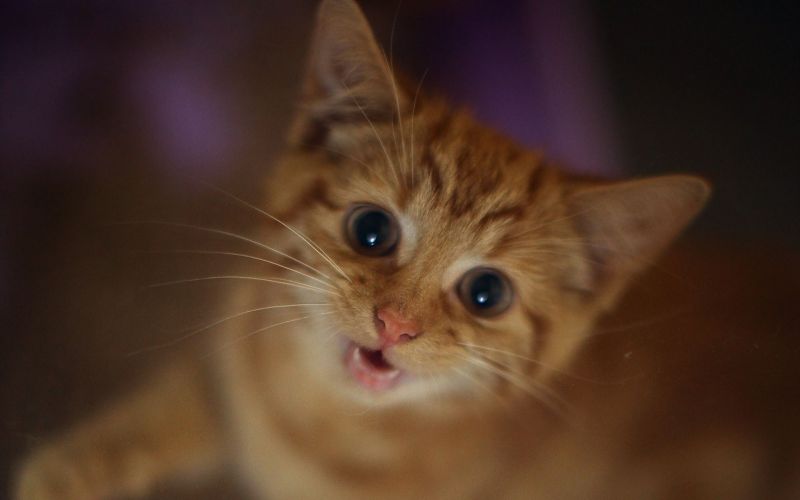gato, Ojos, rojo, nariz, bigotes, orejas gato, Ojos, rojo, nariz, bigotes, orejas