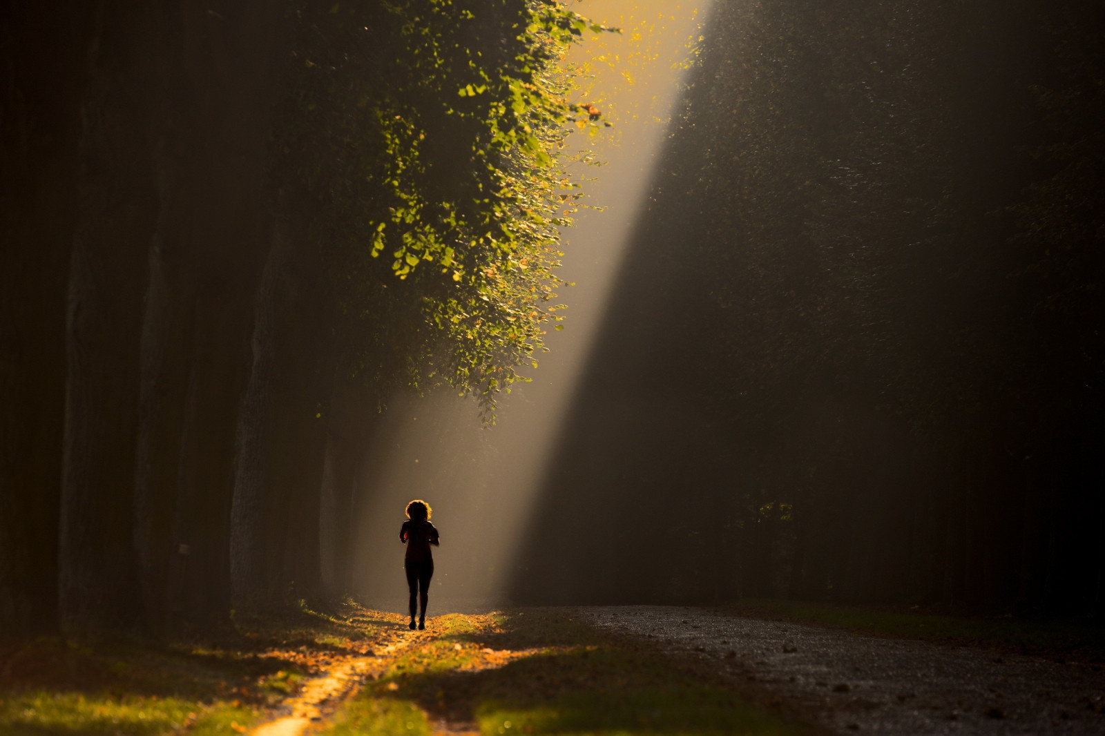slunečnímu záření, les, noc, Příroda, odraz, večer, ráno, mlha, slunce, atmosféra, jitřenka, světlo, strom, podzim, mlha, list, počasí, svítání, tma, atmosférický jev, 2560x1706 px