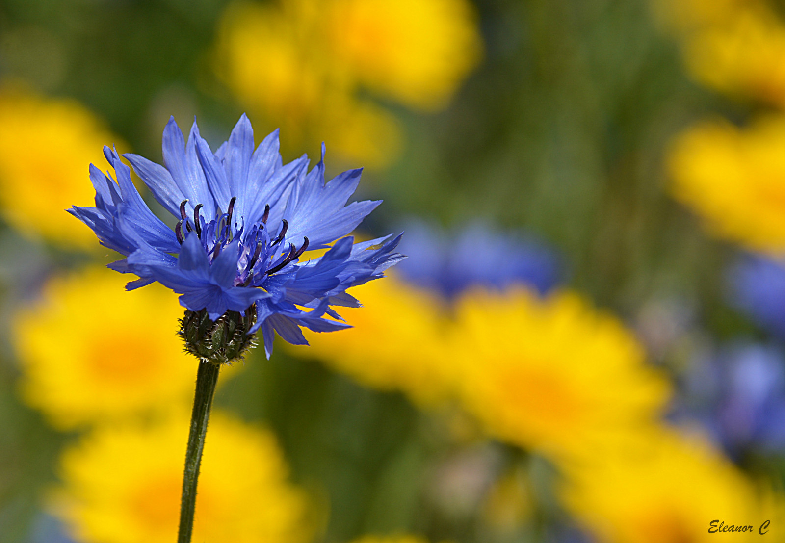 Wallpaper blue, flower, London, yellow, hydepark, cornflower