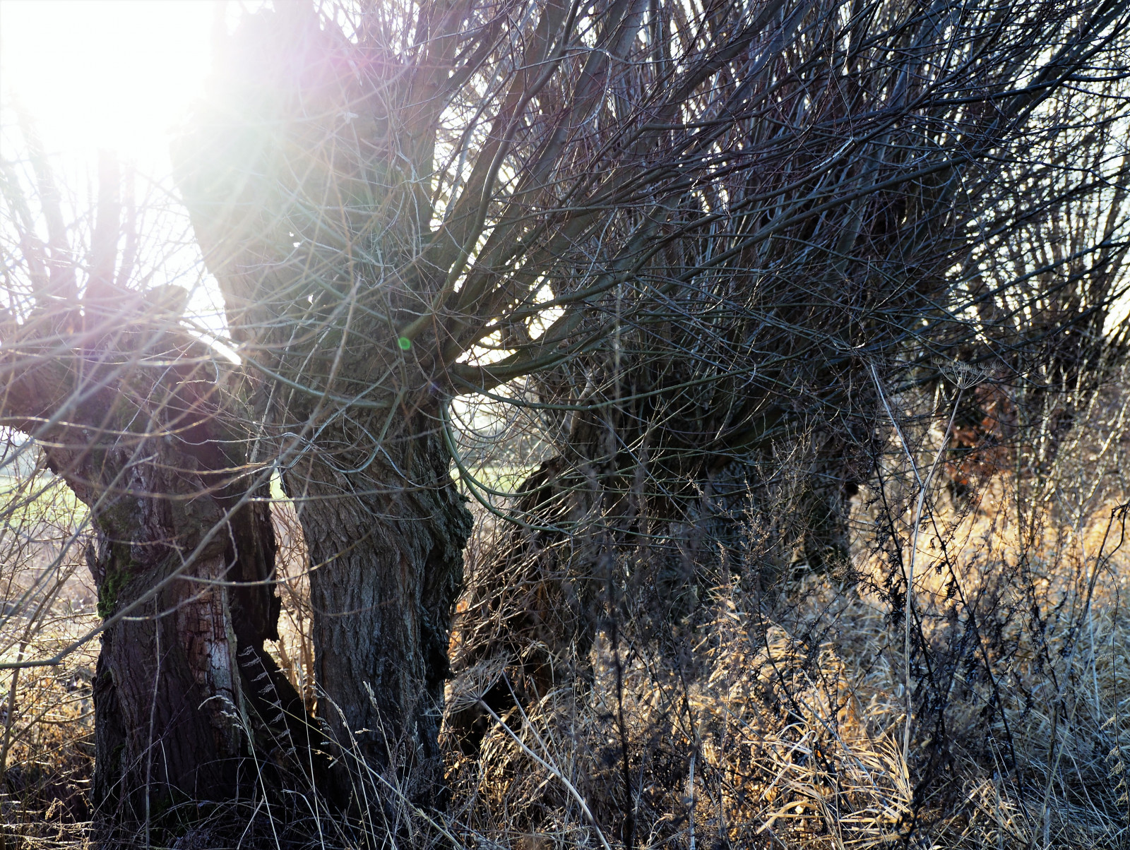 træ, afdeling, vedplante, sollys, skov, plante, himmel, morgen, vinter, Skov, græs, Kvist, bagagerum, forår, lund, shrubland, landskab, græs familie