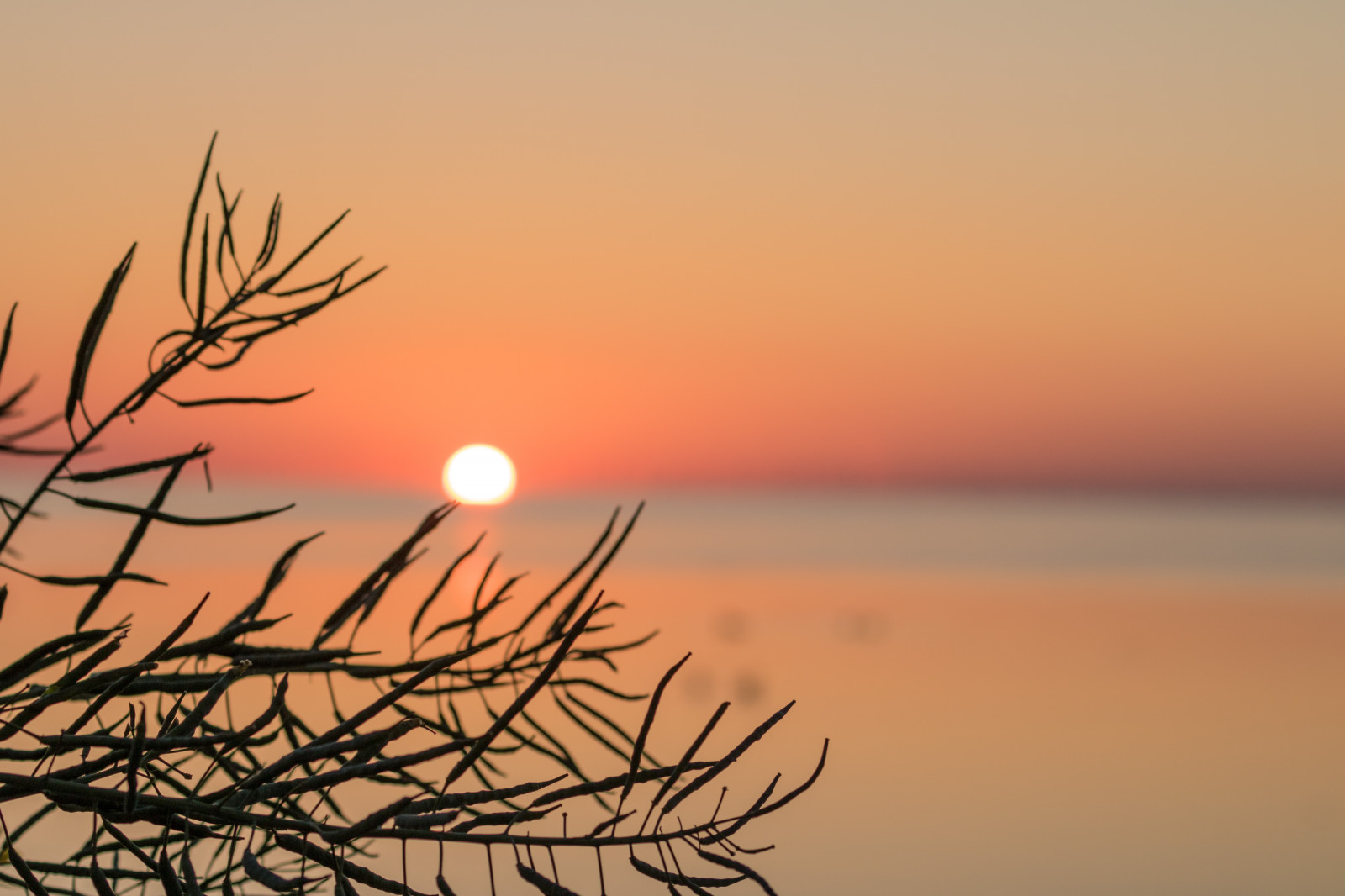 slunečnímu záření, západ slunce, moře, voda, odraz, nebe, větev, svítání, večer, ráno, pobřeží, slunce, horizont, soumrak, slunce, svítání, světlice, solnedg ng, vatten, hav, kust, exif modelu canoneos760d, geocountry, Kamera aby kánon, geocity, Model fotoaparátu canoneos760d, geostate, geolocation, EXIF otvor 56, exif aby kánon, EXIF isospeed 100, exif focallength 70mm, EXIF ef70300mmf456lisusm čočka, Falsterbro, atmosférický jev, tráva rodina