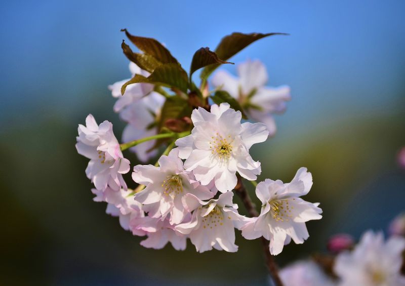 Japonsko, větev, Třešňový květ, jídlo, Příroda, fotografování Japonsko, větev, Třešňový květ, jídlo, Příroda, fotografování