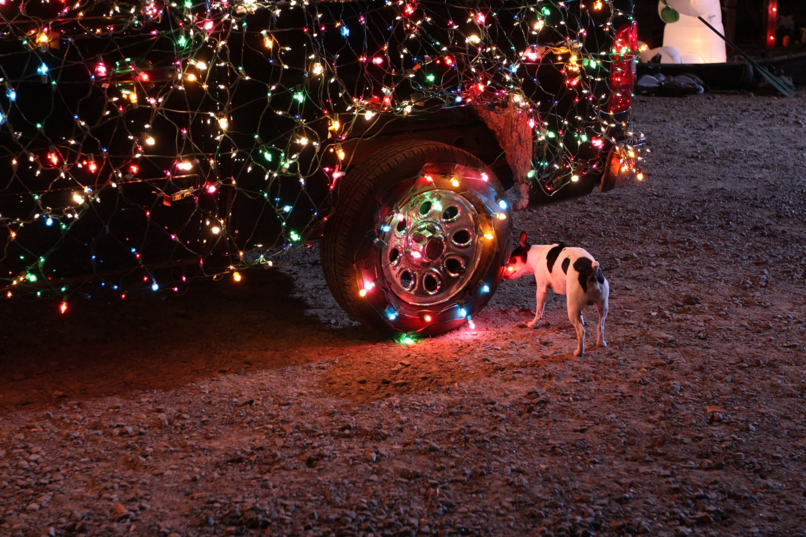 Wallpaper animals, night, car, vehicle, dog, Christmas, holiday