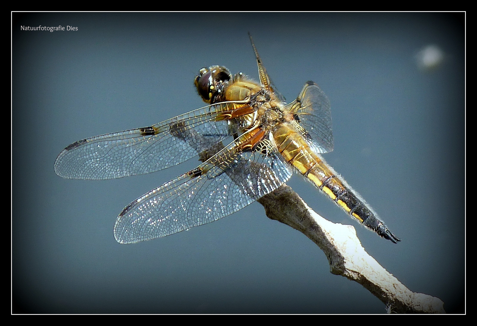 holland, makro, insekt, Zeeland, går, Dier, poelbos