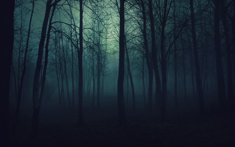 slunečnímu záření, stromy, krajina, les, temný, Příroda slunečnímu záření, stromy, krajina, les, temný, Příroda