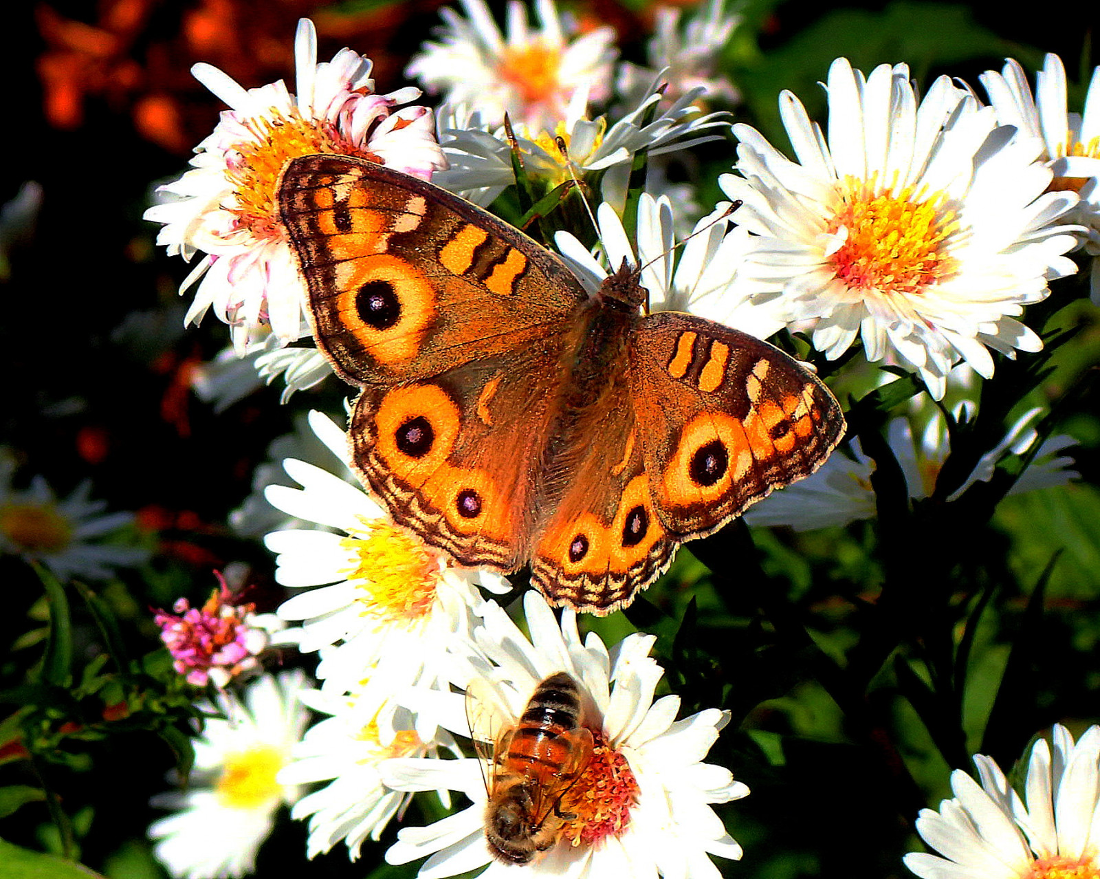 bílý, květiny, Příroda, motýl, hmyz, oranžový, jasný, Včela, světlo, barva, květ, rostlina, flóra, barva, barvitý, fauna, naturephotography, botanika, makro fotografie, bezobratlý, daisy rodina, Dům a zahrada, vzorkovaný, nektar, můry a motýli, motýl monarcha, včelí med, meadowargus, easterdaisies, lanielliott, Lani, elliottlani