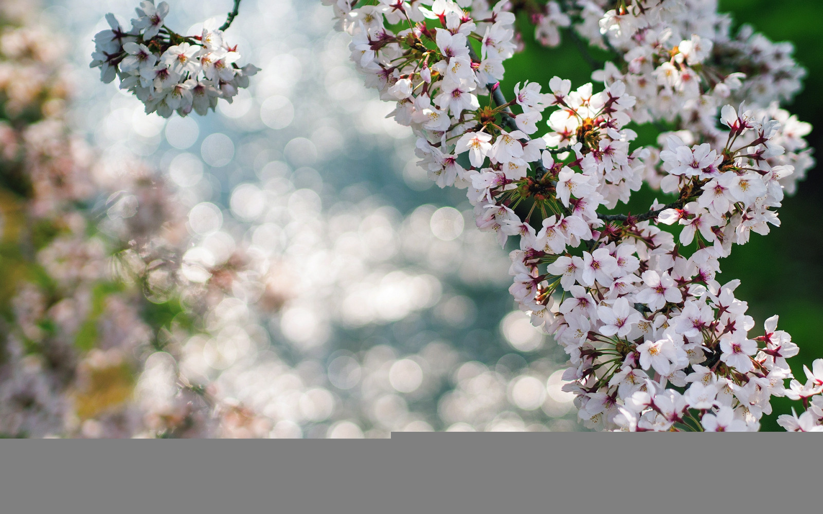 Trees Macro Spring Wallpaper : branches, reflections, spring, macro, flowers 1920x1200 ...