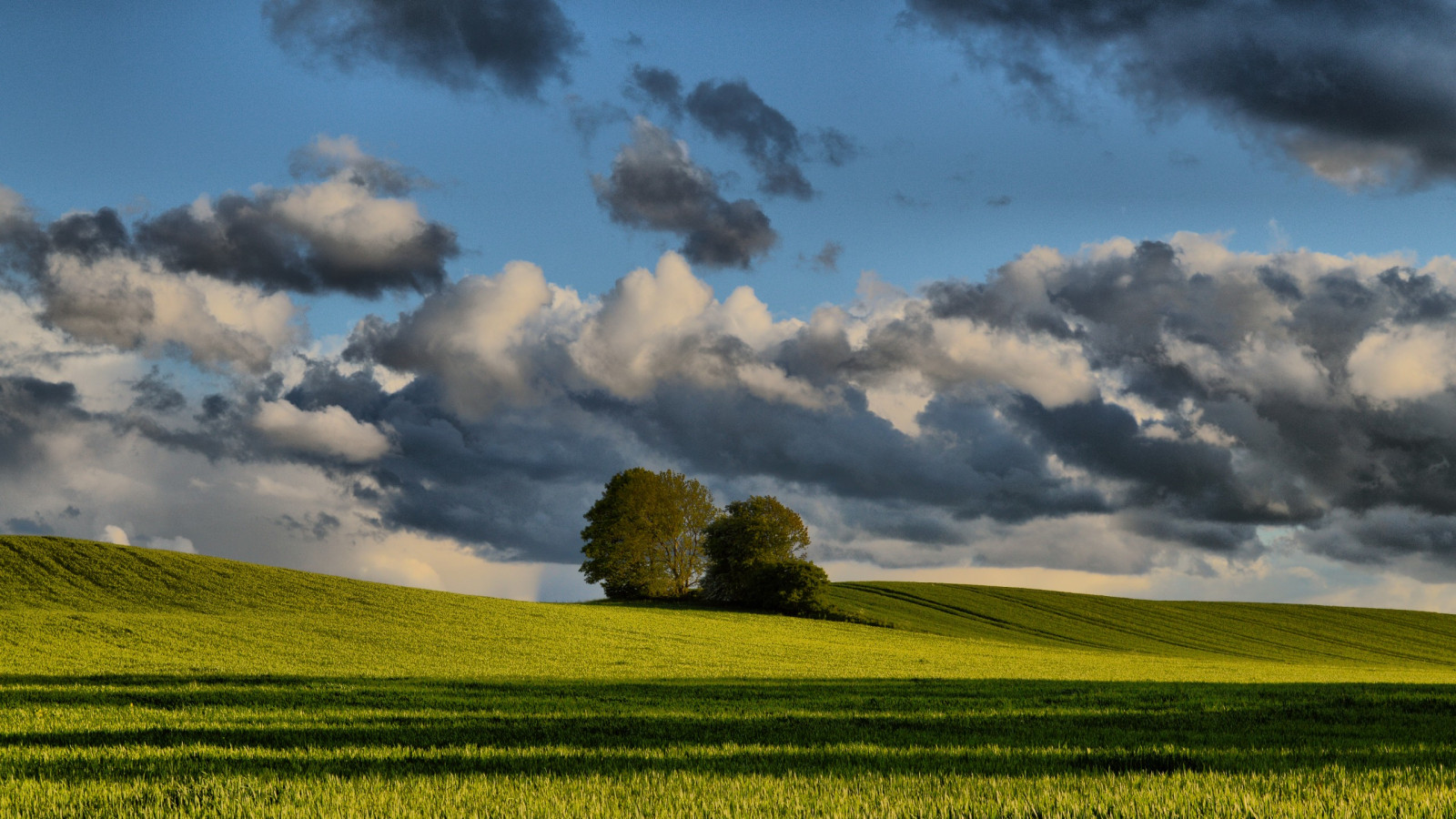 slunečnímu záření, stromy, krajina, kopec, tráva, nebe, pole, mraky, večer, ráno, hospodařit, horizont, atmosféra, letní, Dánsko, mount scenérie, řepkového, mrak, strom, lučina, pastvina, řepka, zemědělství, louka, plantáž, prostý, během dne, 2560x1440 px, vysočina, prérie, oříznutí, venkov, počítač tapeta, tráva rodina, meteorologický jev, brassica, kupa, hořčice závod, hořčice a zelí rodina, ekoregion, Jutland