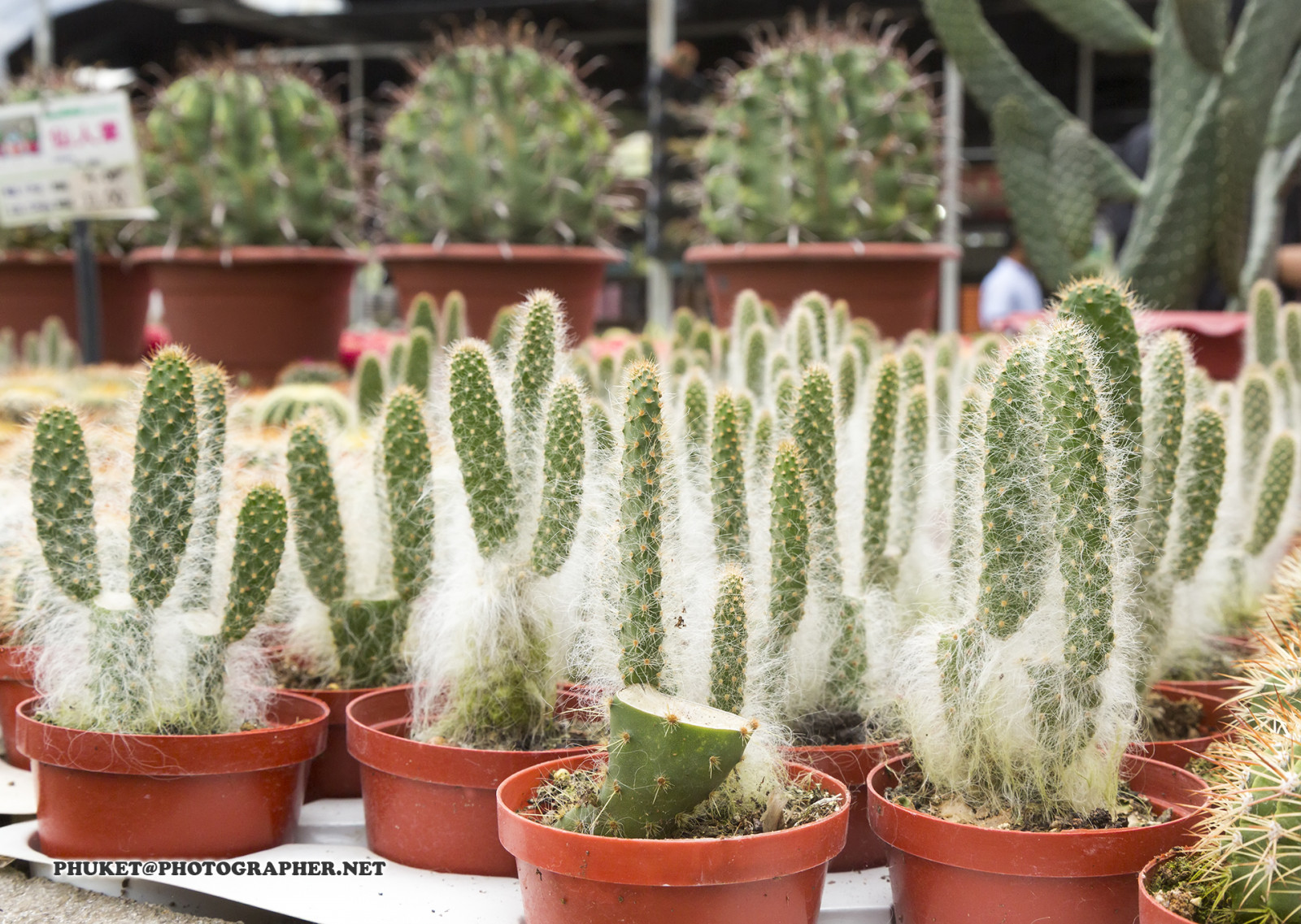 kopec, Příroda, budova, tráva, nebe, motocykl, pole, Dům, hotel, zelená, modrý, mlha, letovisko, čaj, Malajsie, kaktus, Thajsko, sukulentní, mrak, strom, cestovat, list, hora, květ, rostlina, web, mě, síť, domů, výlet, cesta, plavba, phuket, moto, Leathes, cameron, vrchovina, geo, phuketian, Stát, cactaceae, botanika, suchozemská rostlina, kvetoucí rostlina, ježek kaktus, Caryophyllales, závod stonek, sukulentní rostlina, San Pedro kaktus, acanthocereus tetragonus
